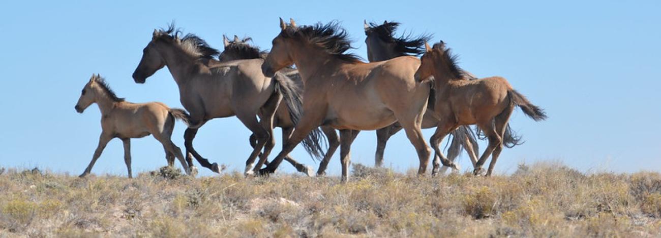 2024 Sulphur HMA Wild Horse Gather | Bureau of Land Management